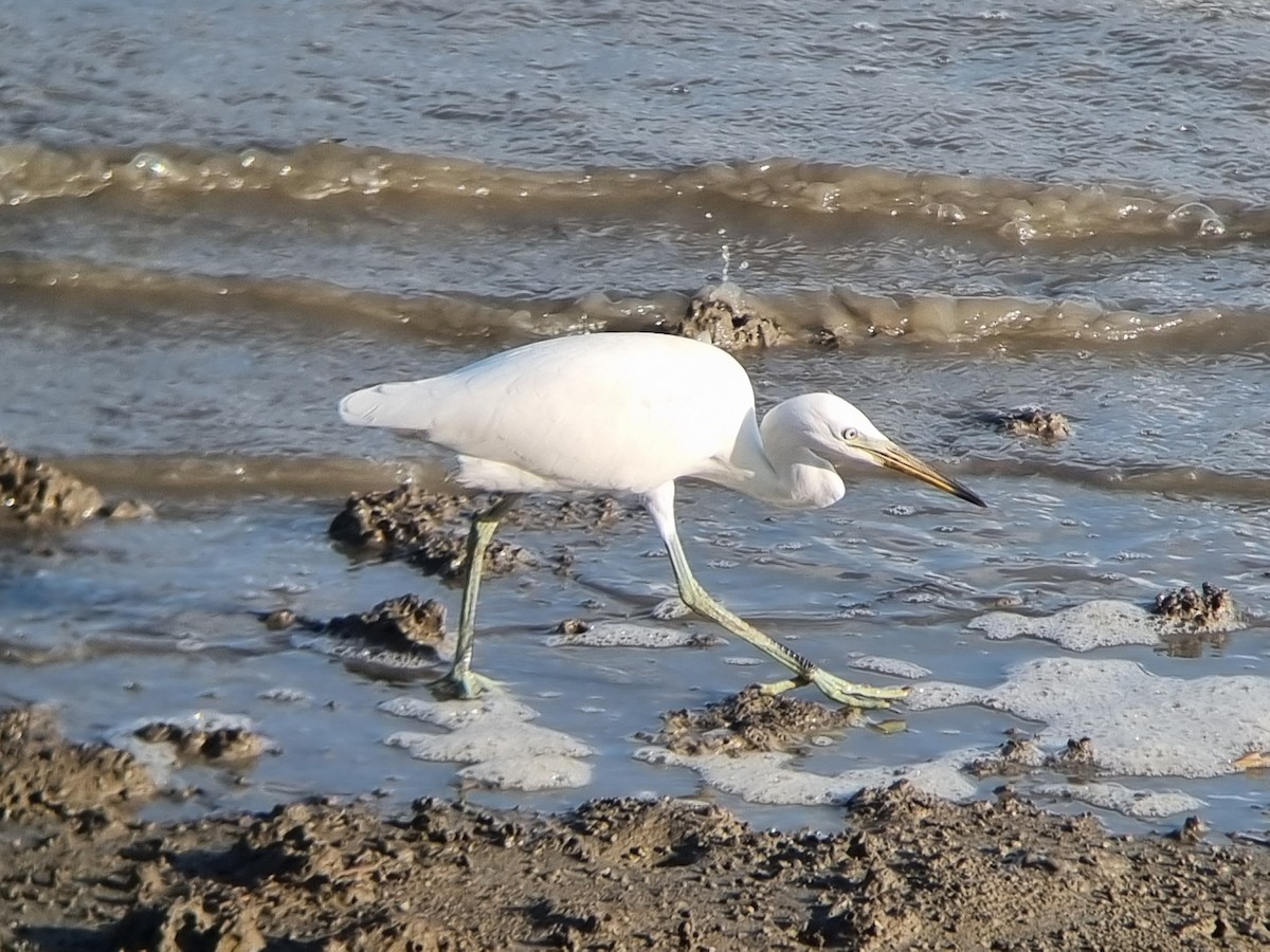 Chinese Egret - ML640869013