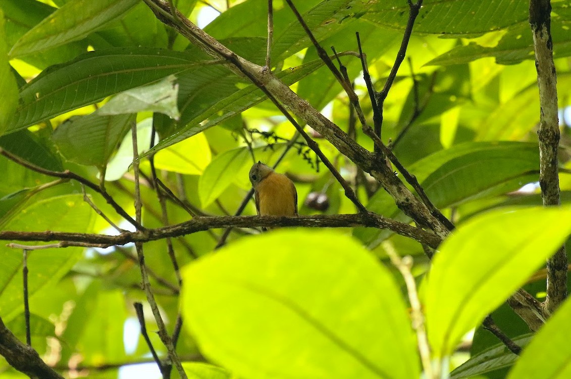 Ruddy-tailed Flycatcher - ML640869028