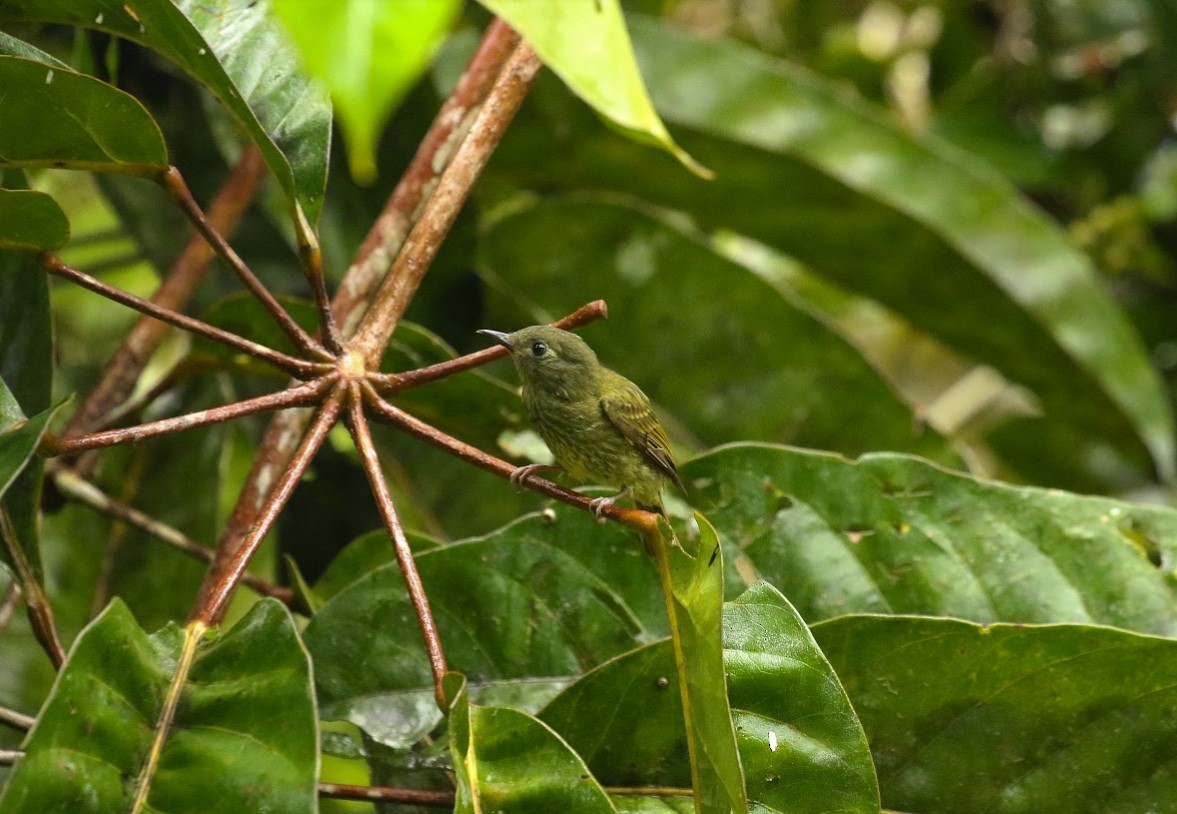 Olive-striped Flycatcher - ML640869036