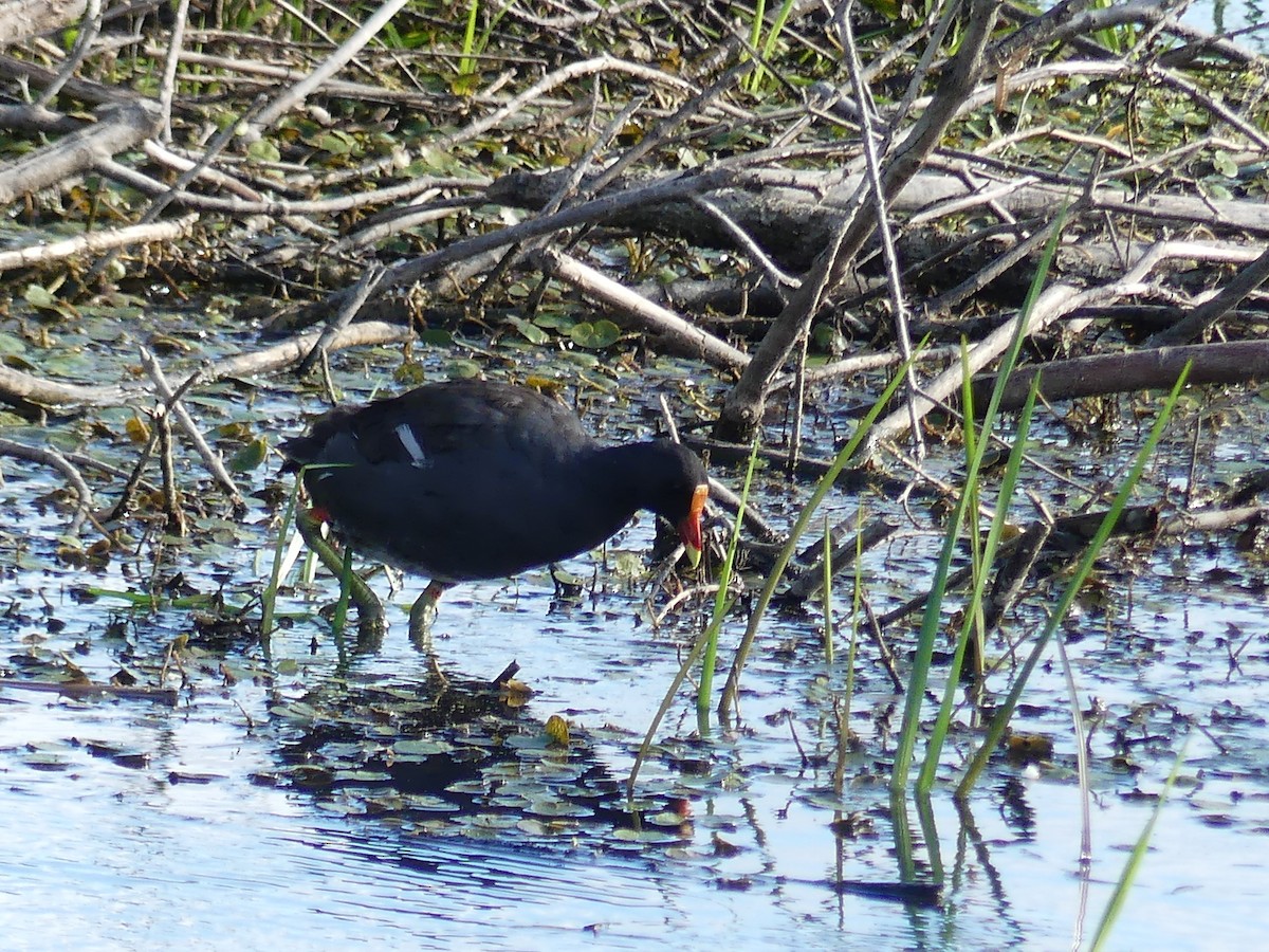 Common Gallinule - ML640869214