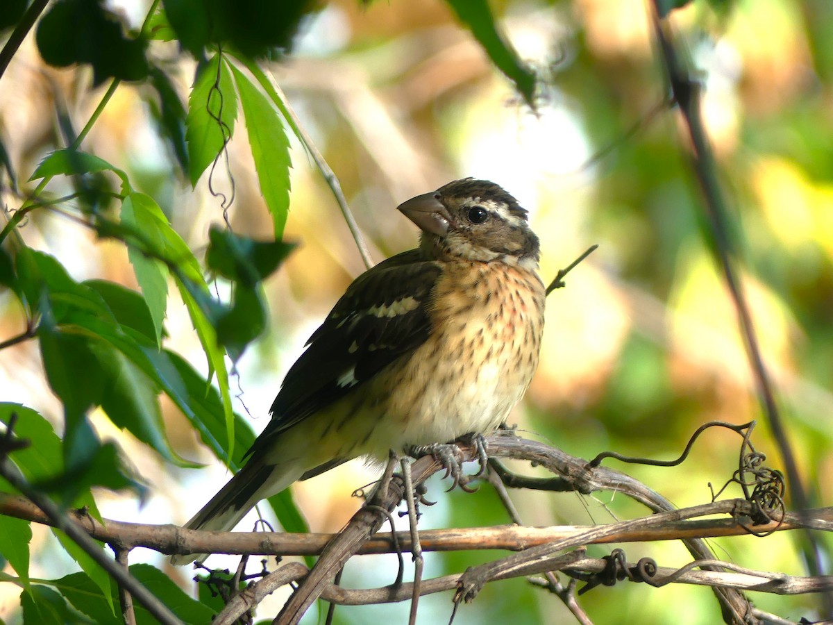 Rose-breasted Grosbeak - ML640869224