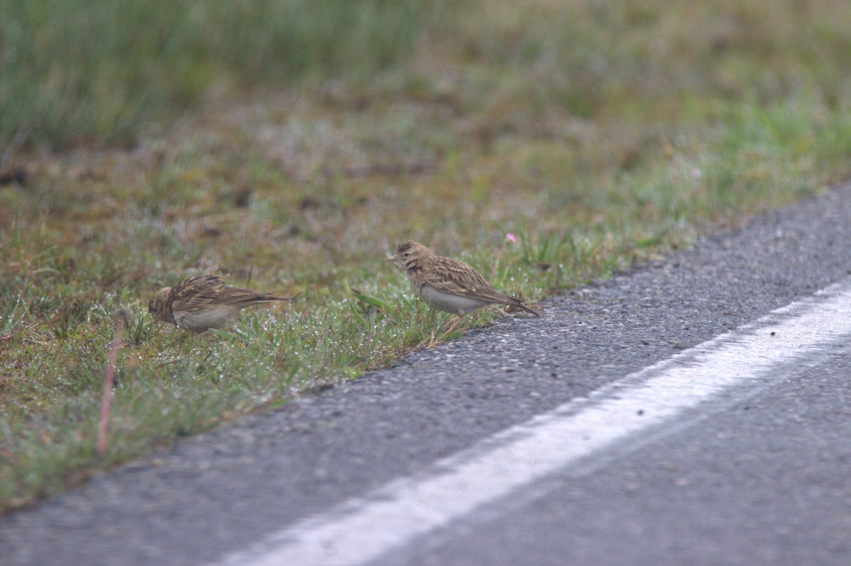 Greater Short-toed Lark - ML640869268