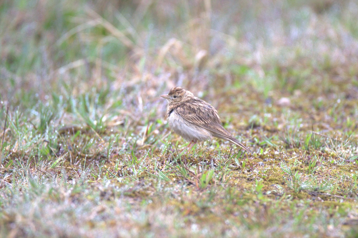 Greater Short-toed Lark - ML640869282