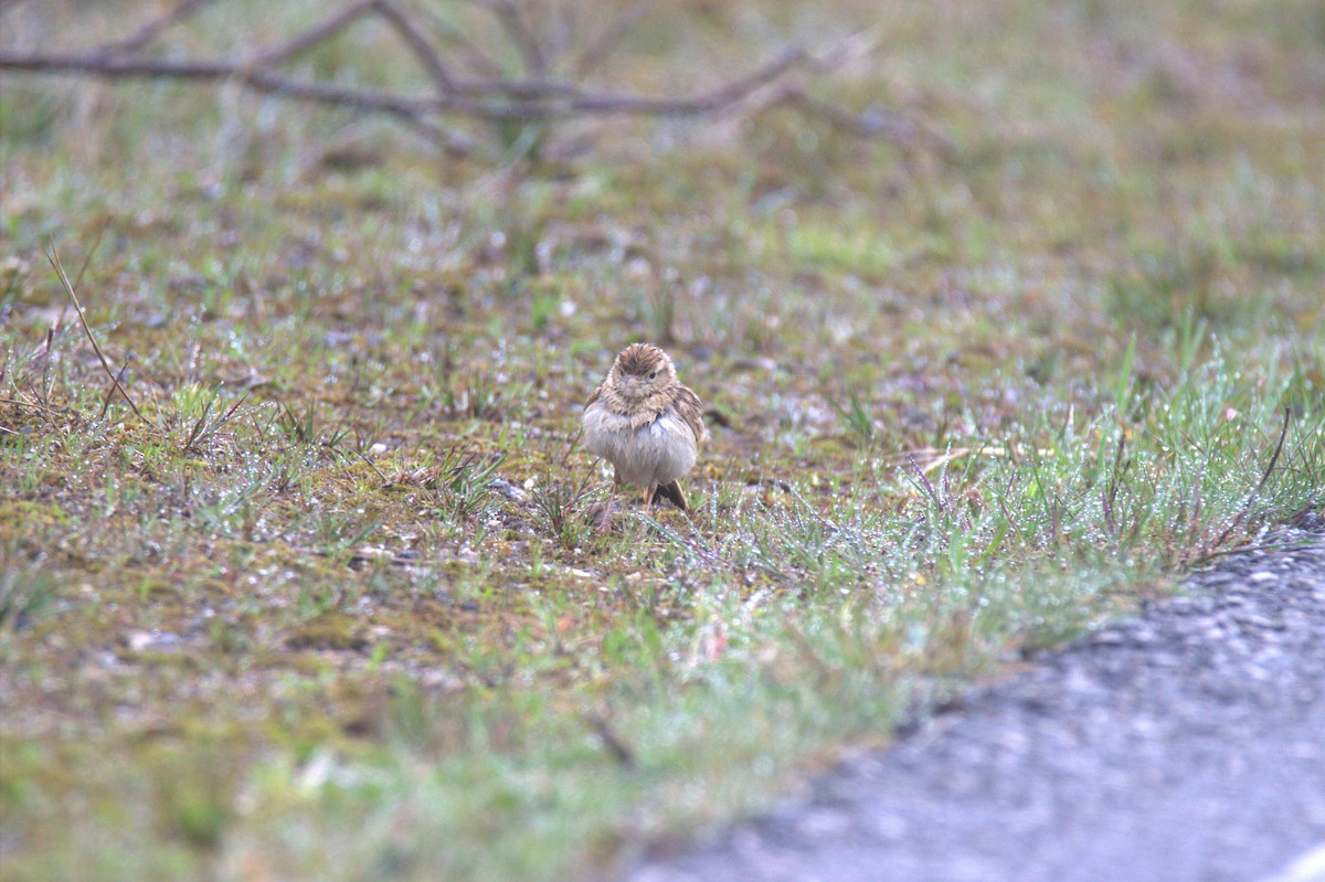 Greater Short-toed Lark - ML640869296