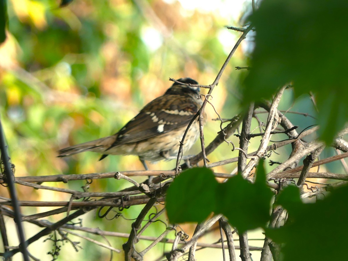 Rose-breasted Grosbeak - ML640869308