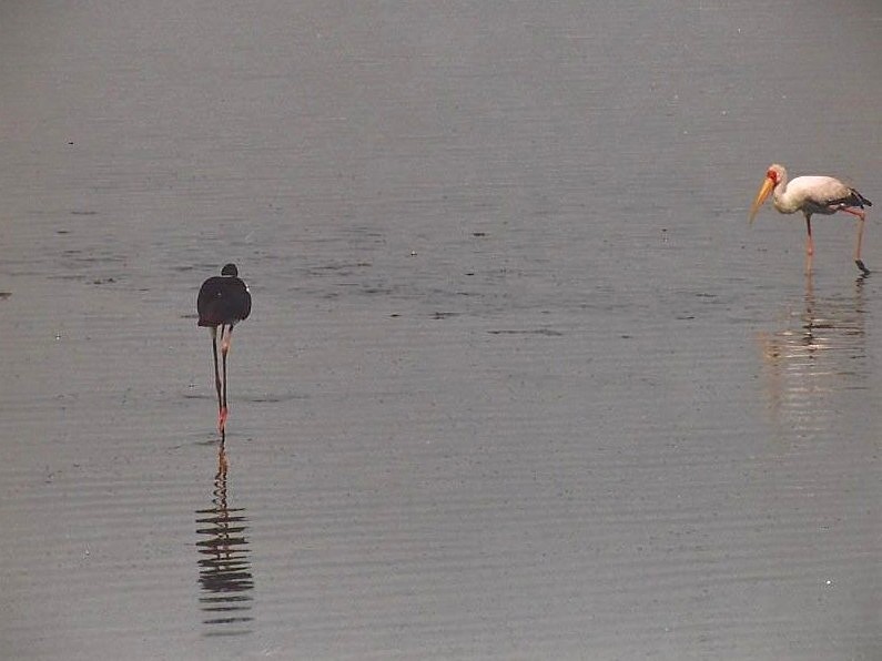 Yellow-billed Stork - ML640869311