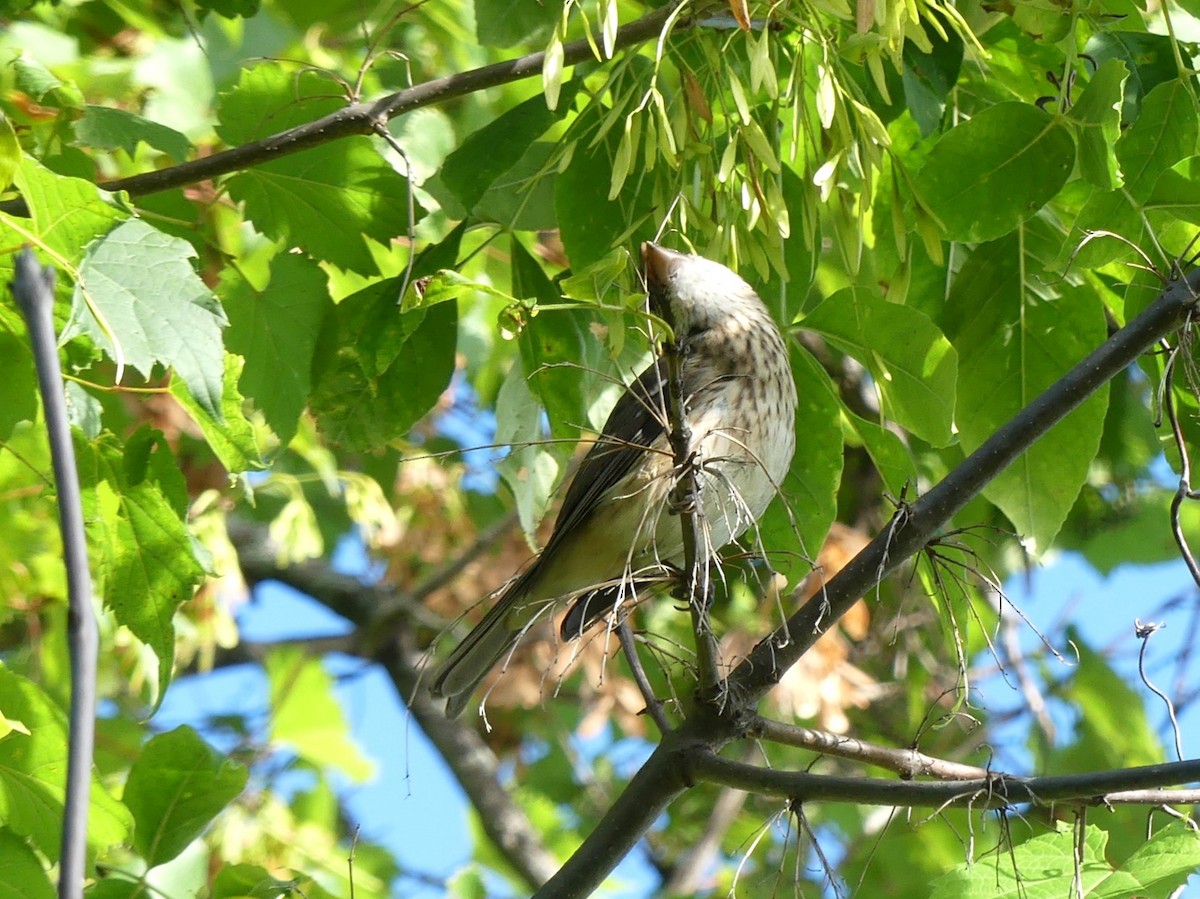 Rose-breasted Grosbeak - ML640869318