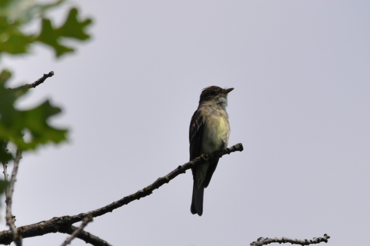 Eastern Wood-Pewee - ML640869325