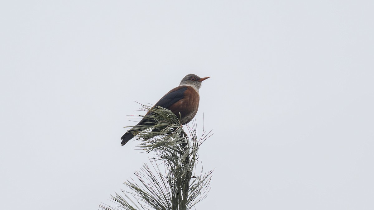 Chestnut Thrush - ML640869335