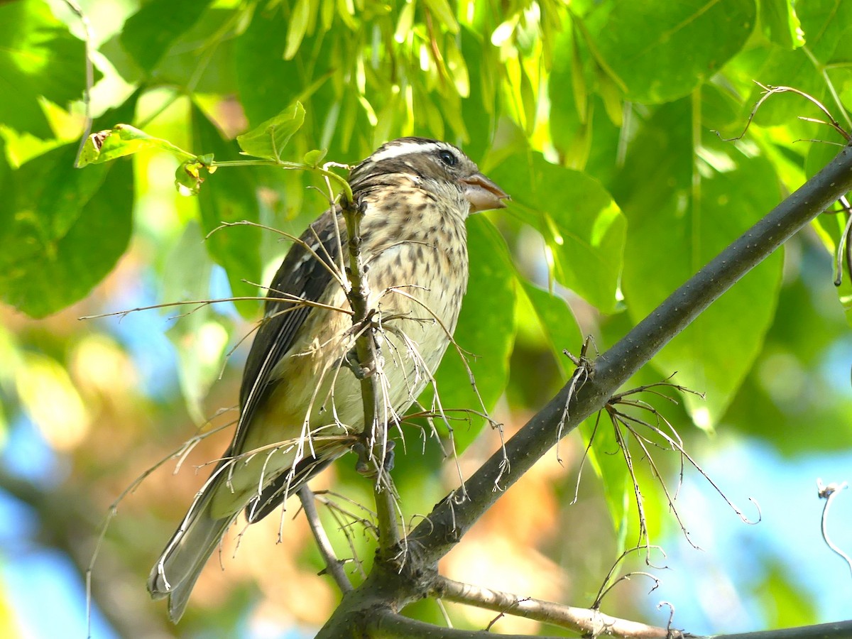 Rose-breasted Grosbeak - ML640869338