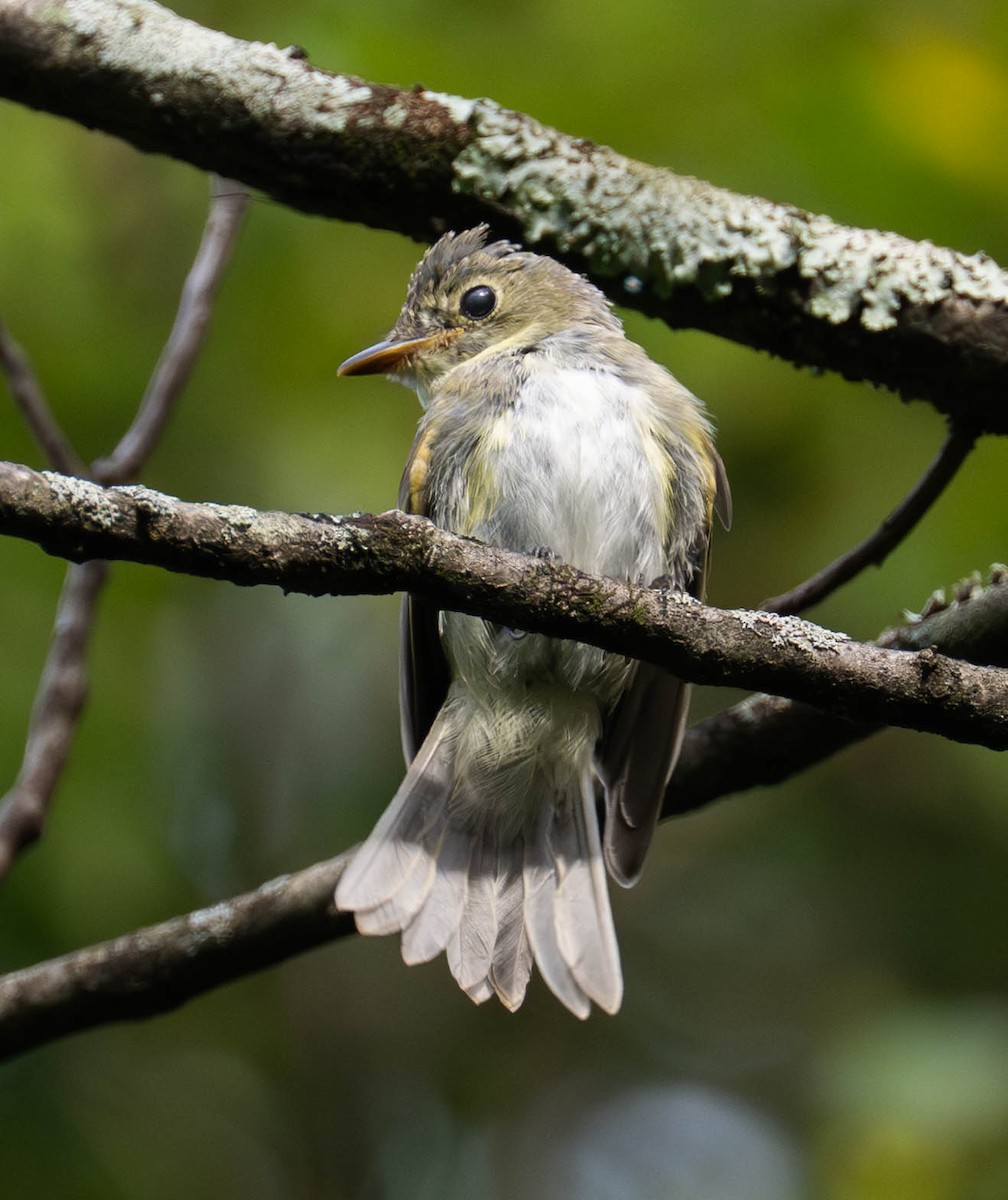 Acadian Flycatcher - ML640869349