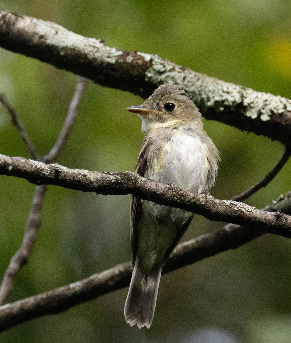 Acadian Flycatcher - ML640869350