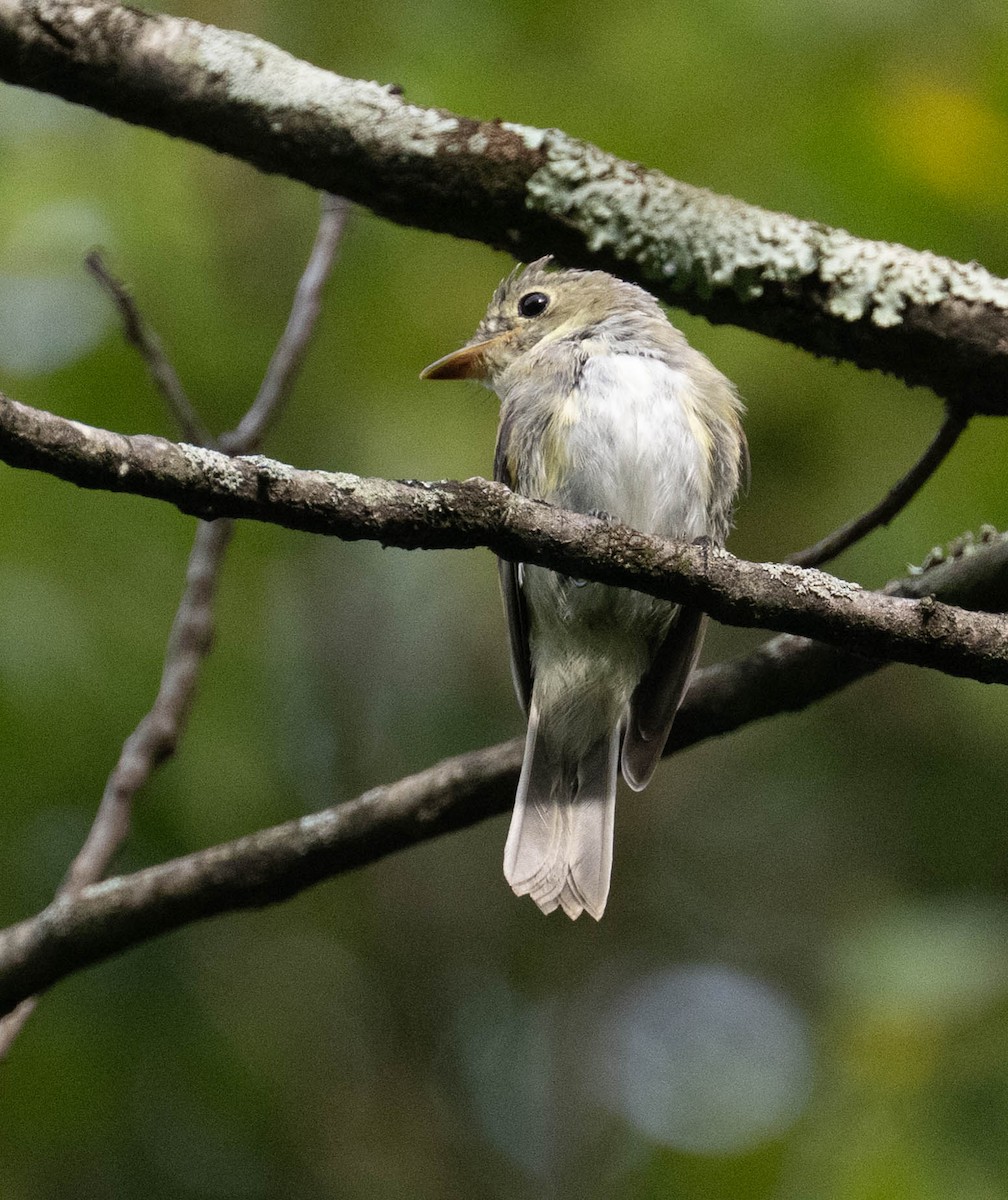 Acadian Flycatcher - ML640869352
