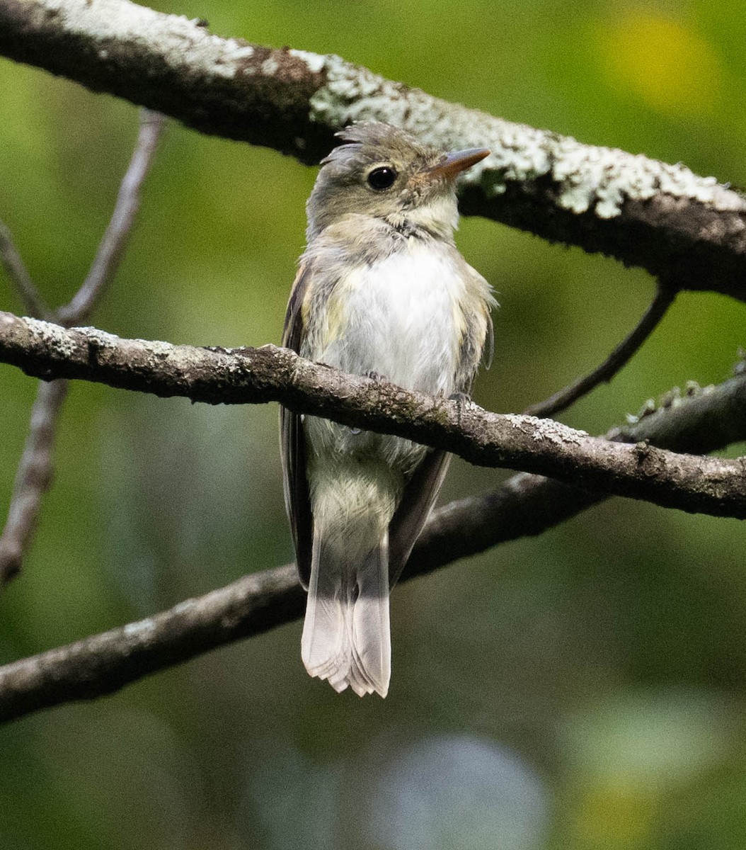 Acadian Flycatcher - ML640869353
