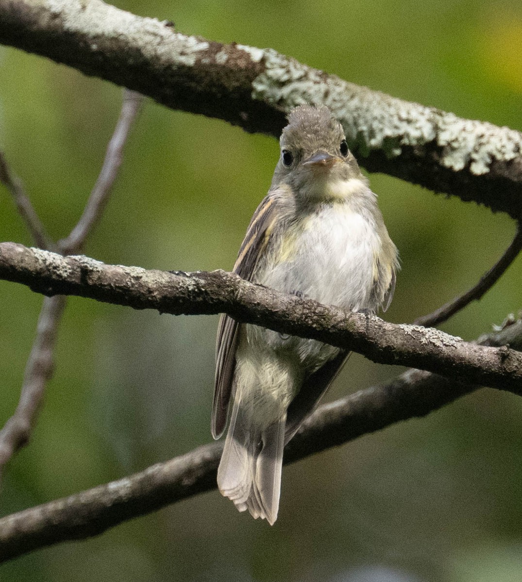 Acadian Flycatcher - ML640869354