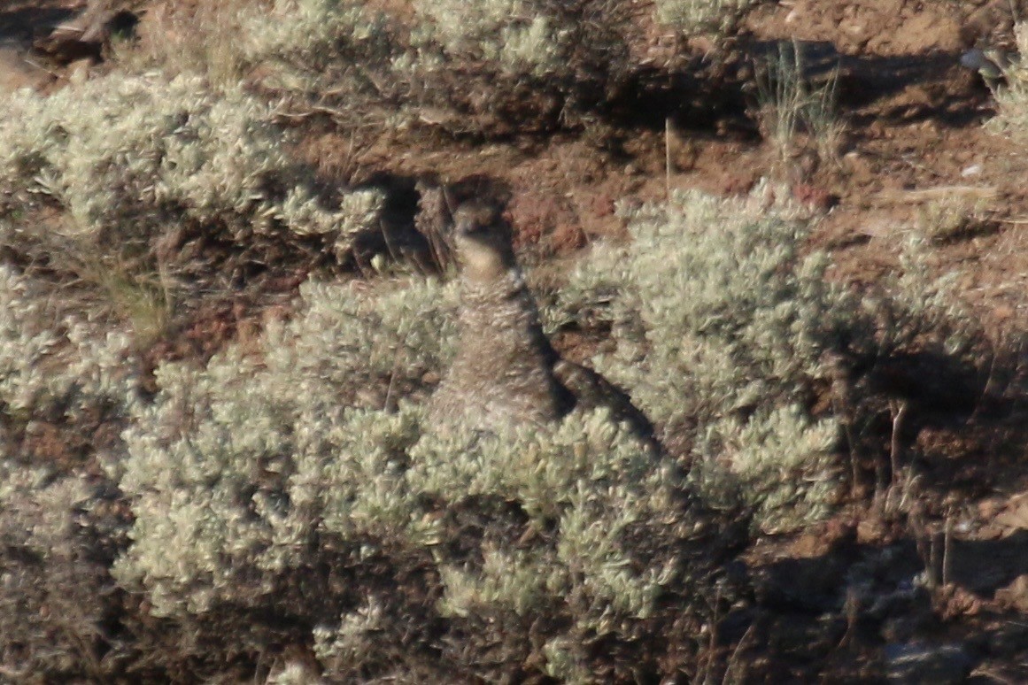 Gunnison Sage-Grouse - ML640869368