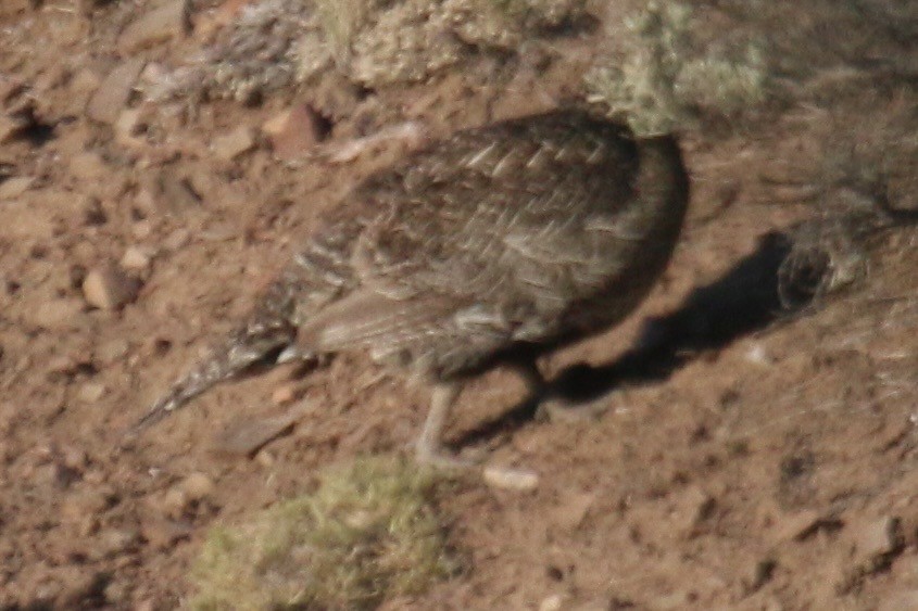 Gunnison Sage-Grouse - ML640869369