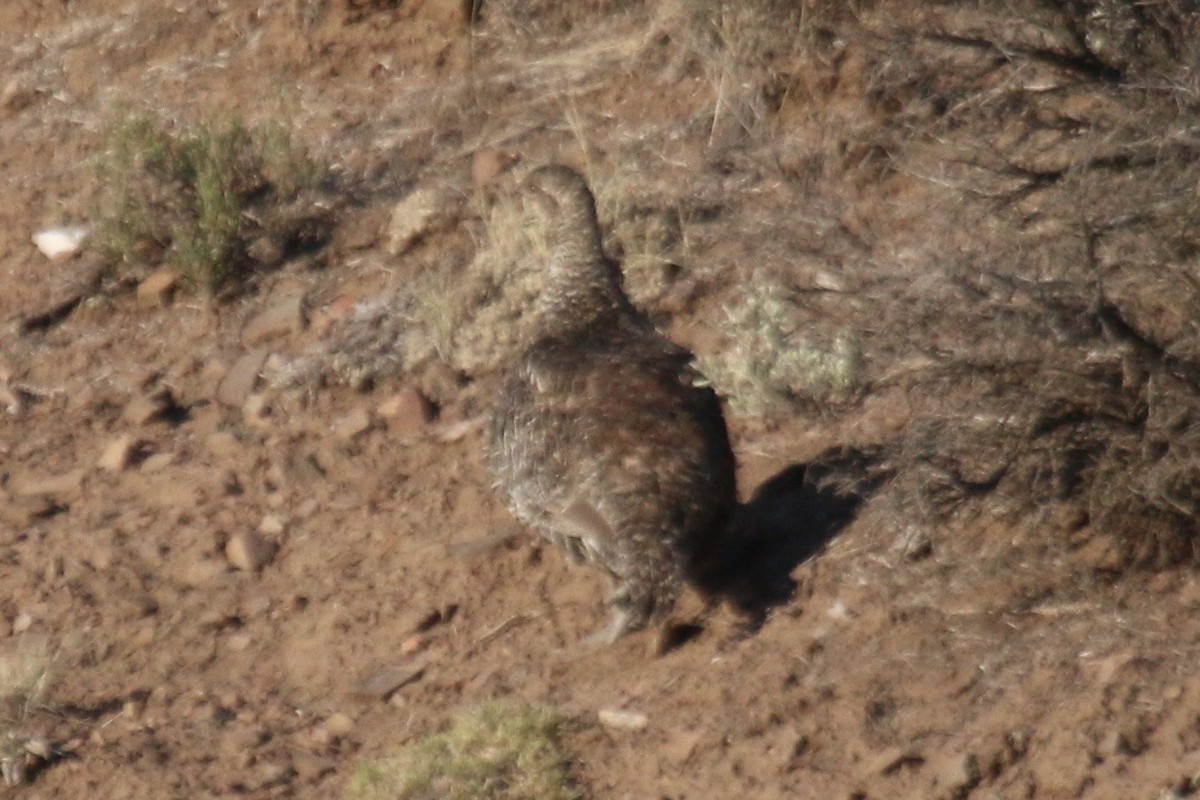 Gunnison Sage-Grouse - ML640869370
