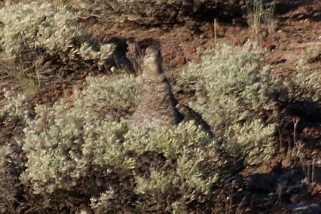 Gunnison Sage-Grouse - ML640869371
