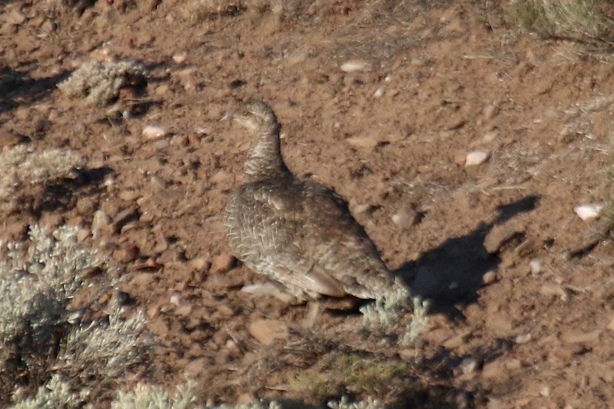 Gunnison Sage-Grouse - ML640869372