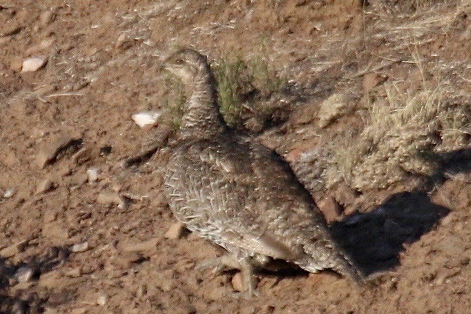 Gunnison Sage-Grouse - ML640869373
