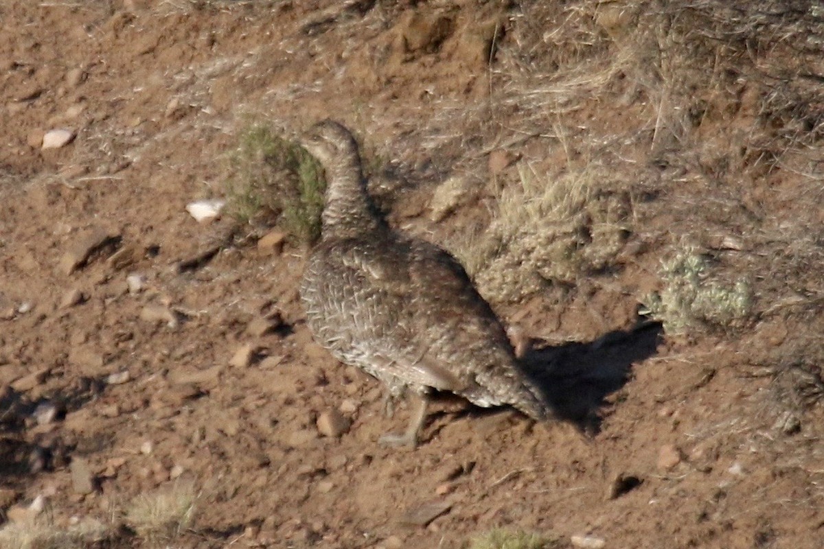 Gunnison Sage-Grouse - ML640869374