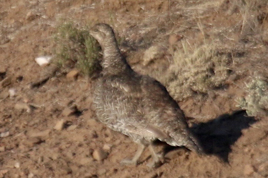 Gunnison Sage-Grouse - ML640869375