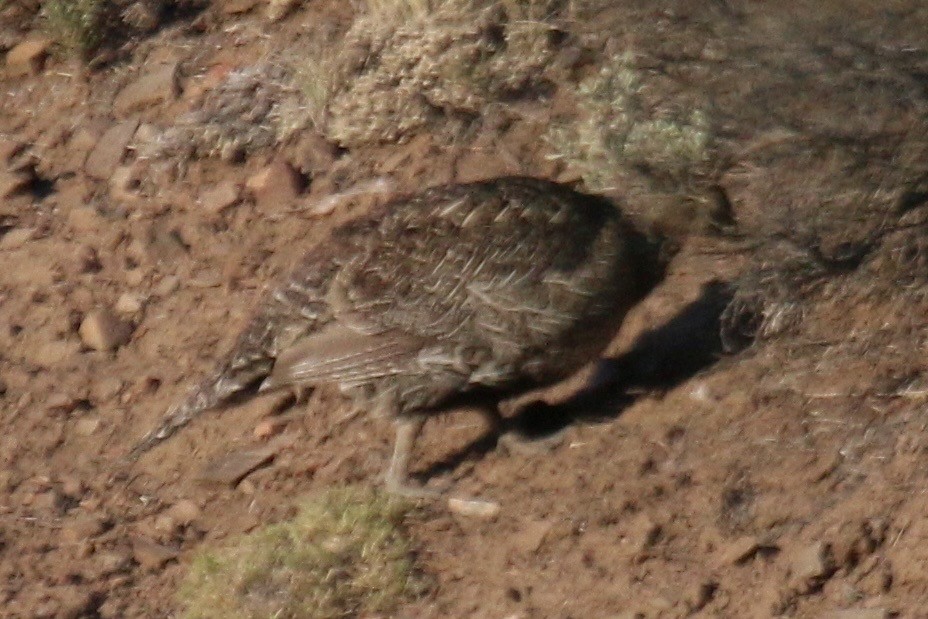 Gunnison Sage-Grouse - ML640869378