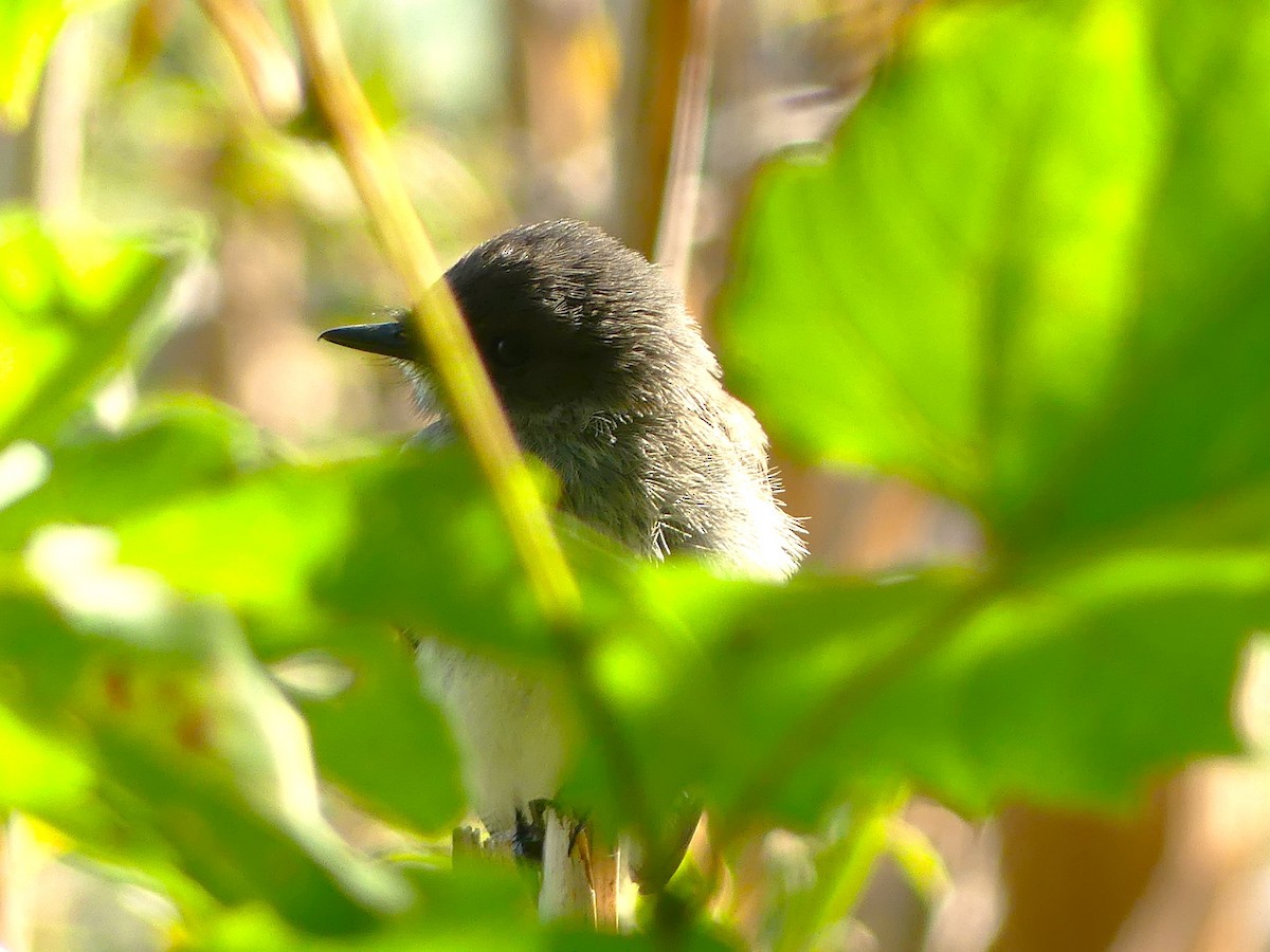 Eastern Phoebe - ML640869399