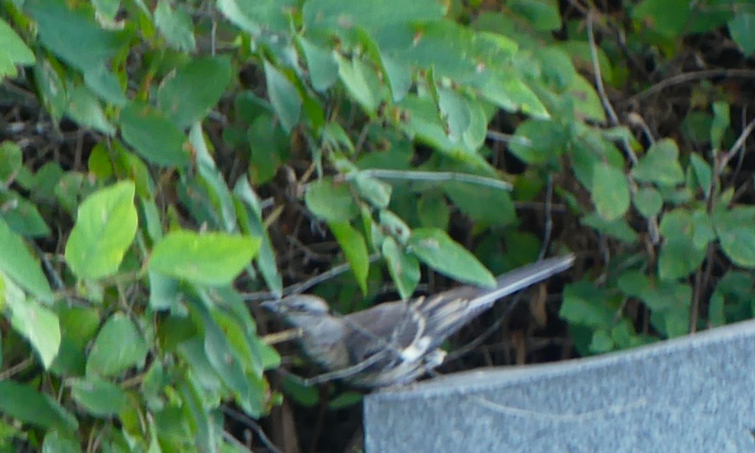 Northern Mockingbird - ML640869406