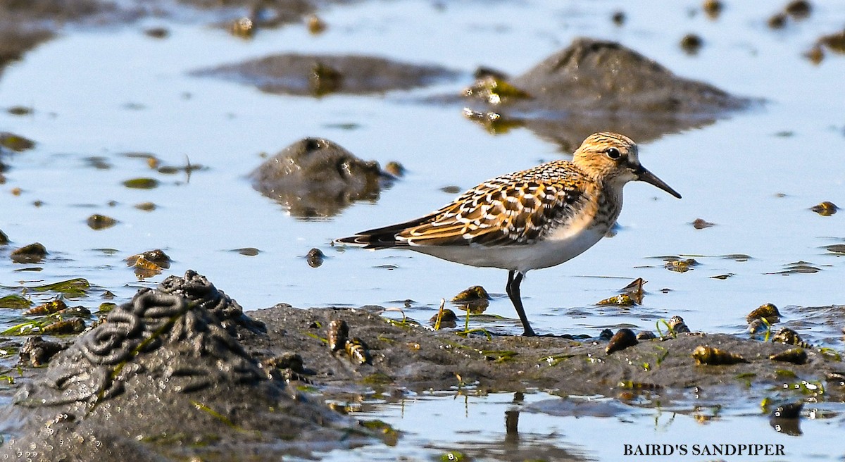 Baird's Sandpiper - ML640869419