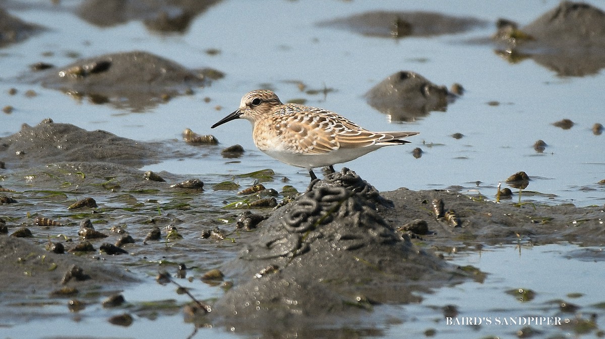 Baird's Sandpiper - ML640869420