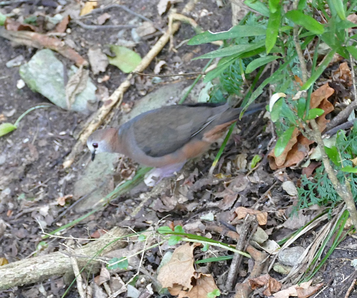 Pigeon à masque blanc - ML640869450