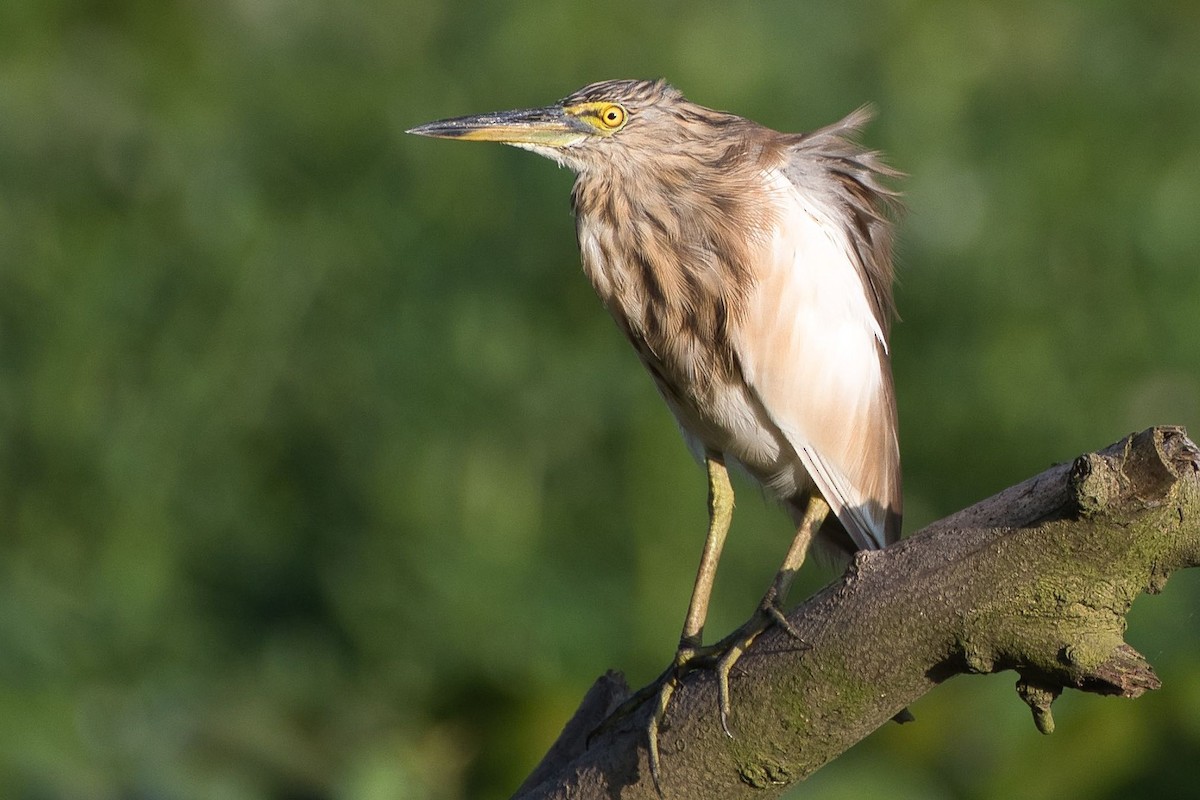 Indian Pond-Heron - ML640869507