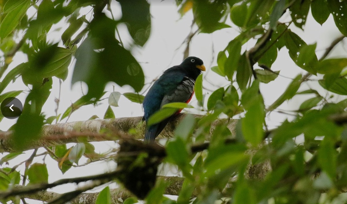 Choco Black-throated Trogon - ML640869530