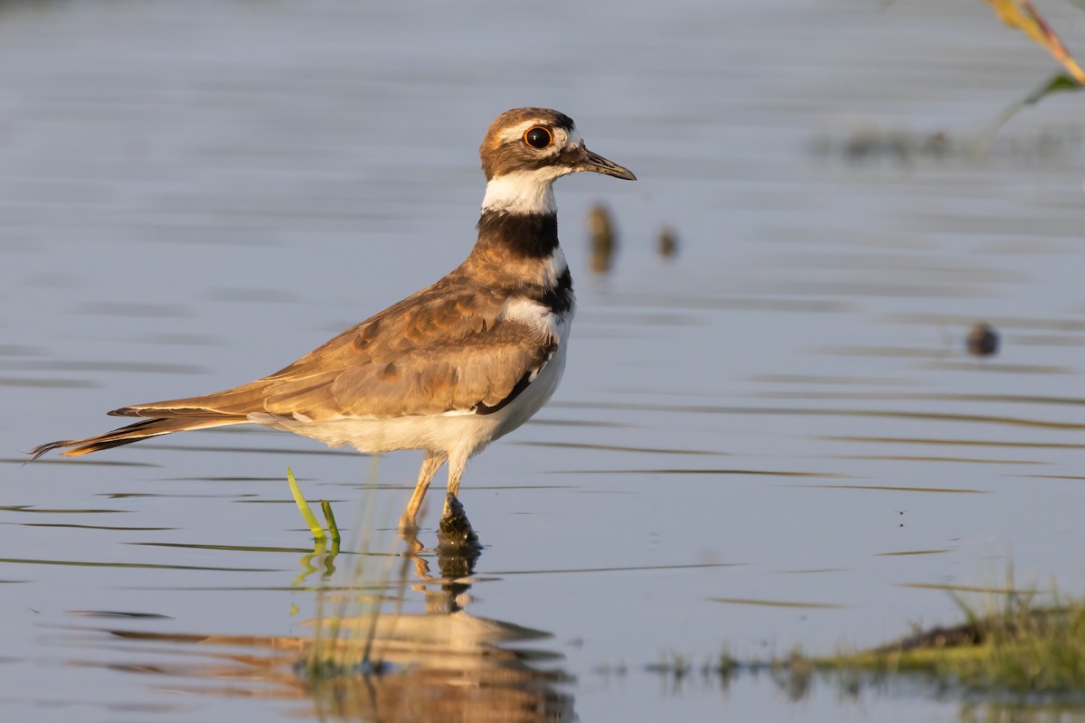 Killdeer - ML640869563