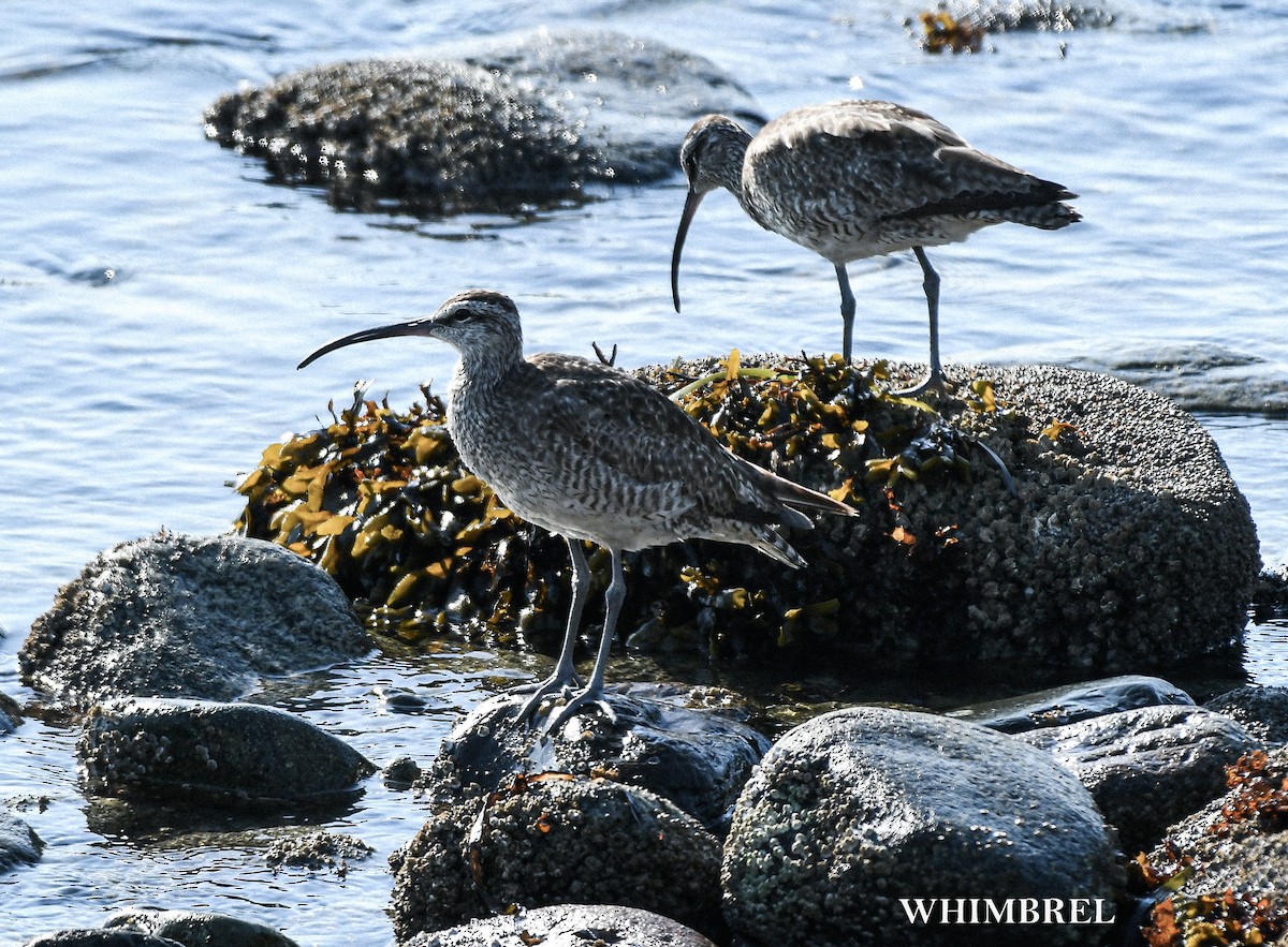 Hudsonian Whimbrel - ML640869575