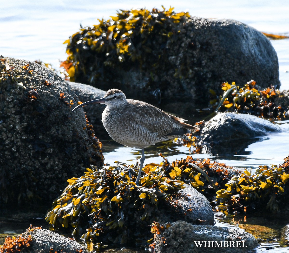 Hudsonian Whimbrel - ML640869576
