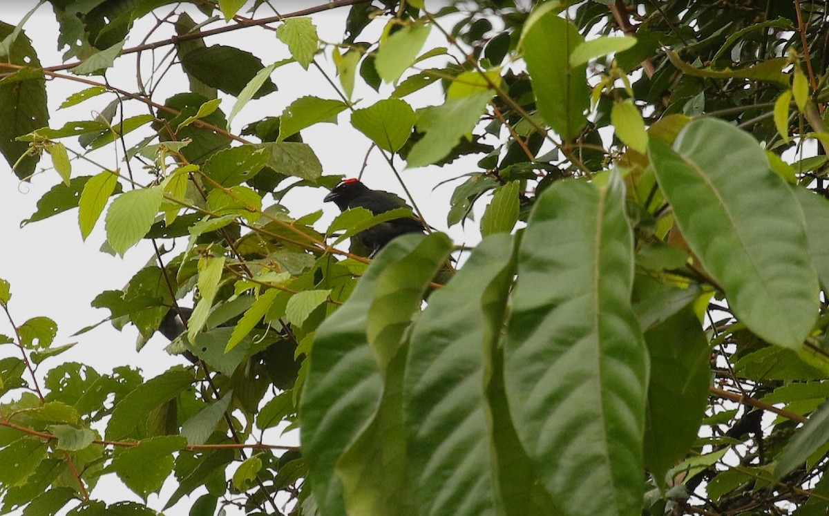 Scarlet-browed Tanager - ML640869583
