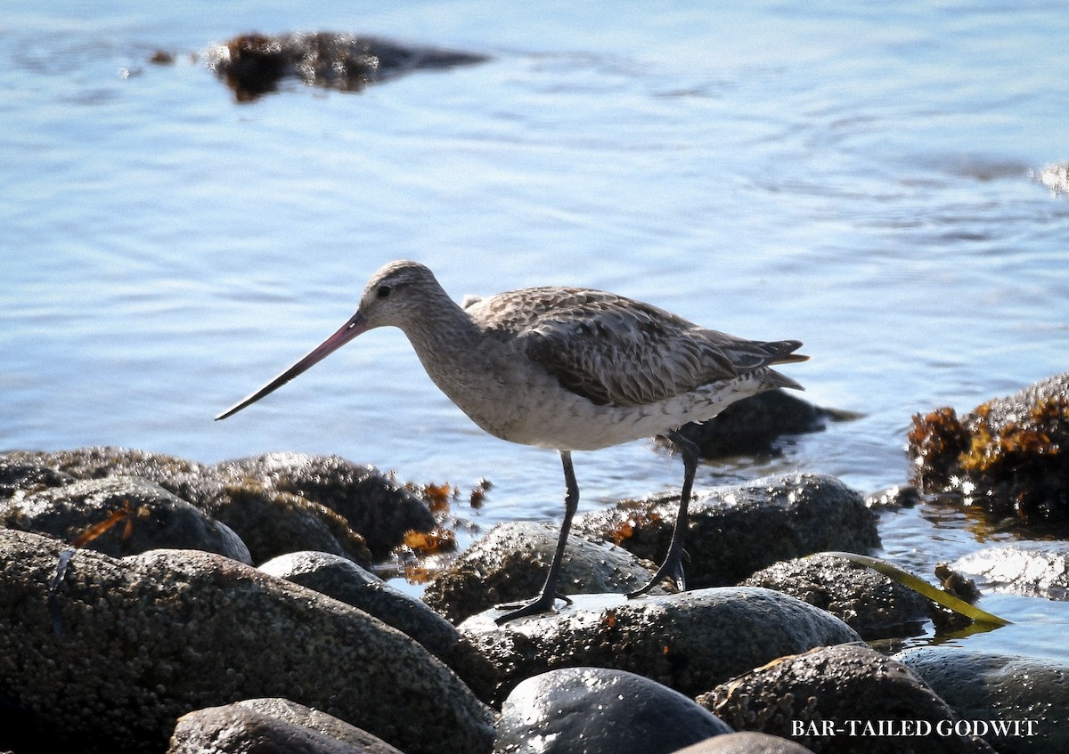 Bar-tailed Godwit - ML640869635