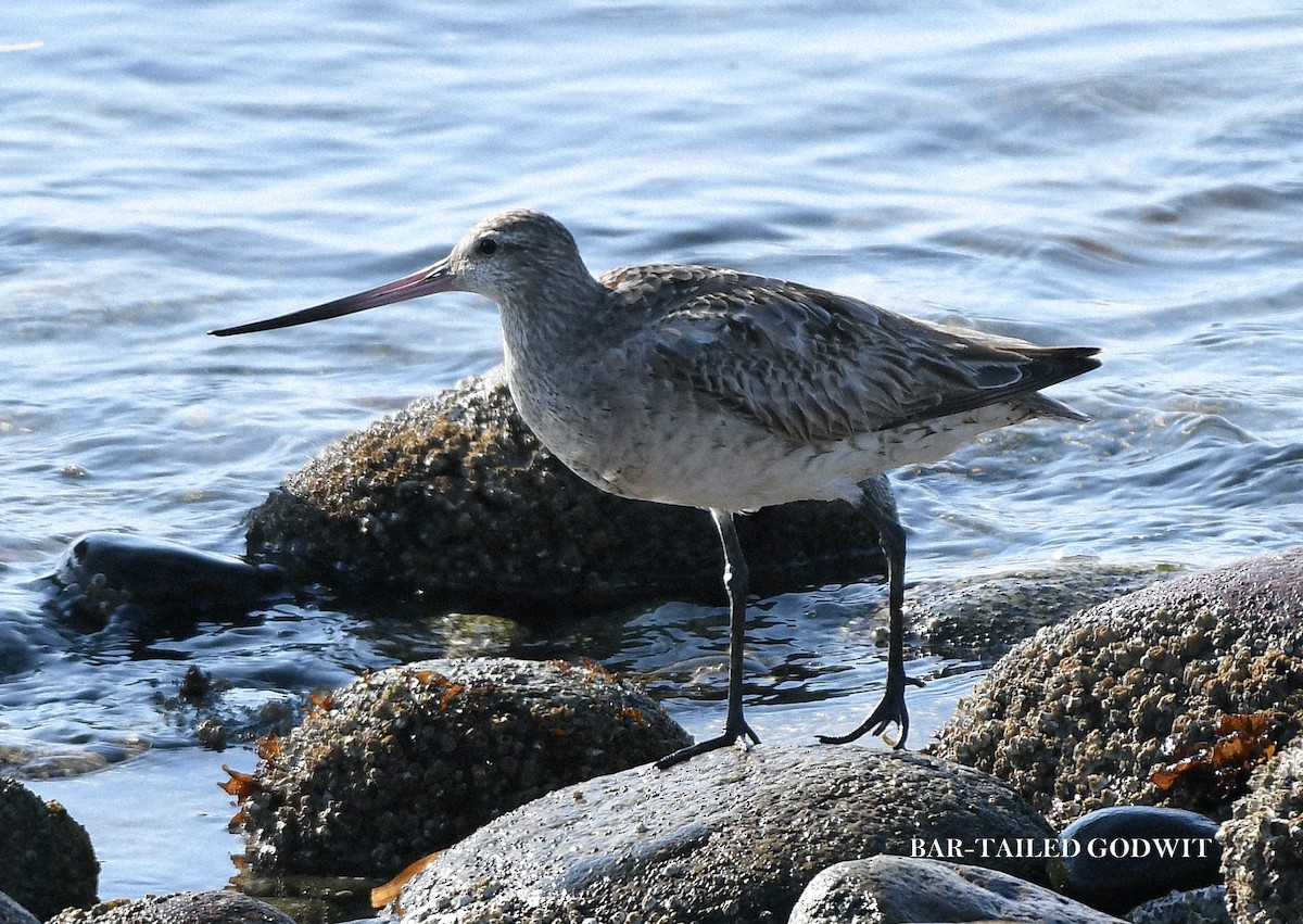 Bar-tailed Godwit - ML640869636