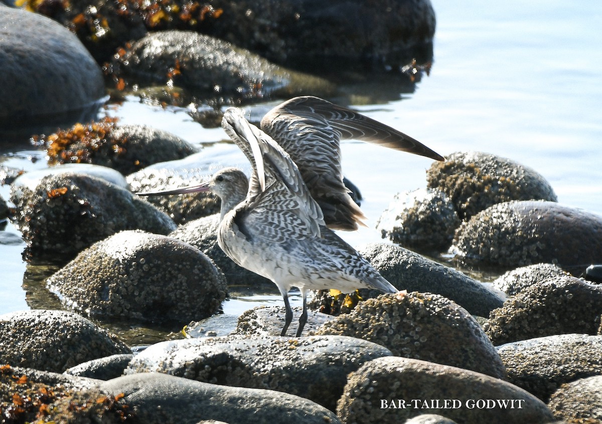 Bar-tailed Godwit - ML640869637
