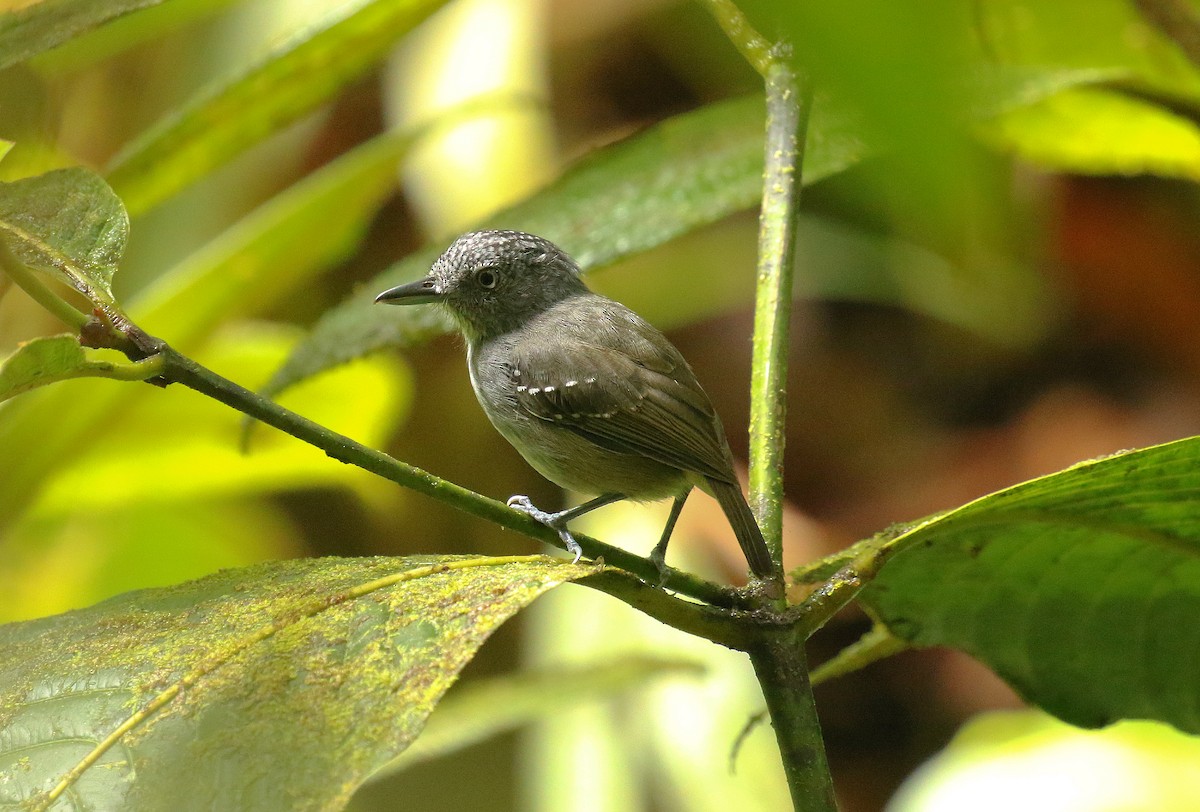 Spot-crowned Antvireo - ML640869695