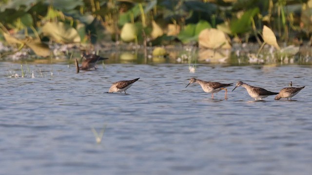 Stilt Sandpiper - ML640869763