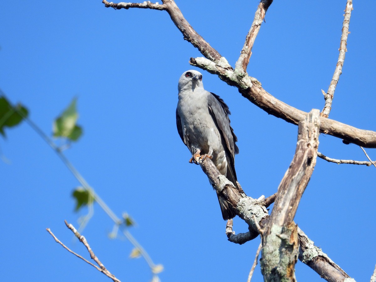 Mississippi Kite - ML640869766