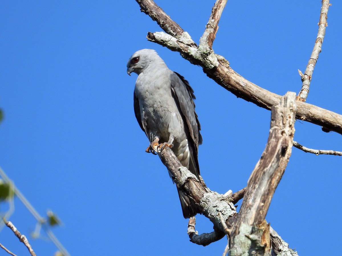 Mississippi Kite - ML640869768