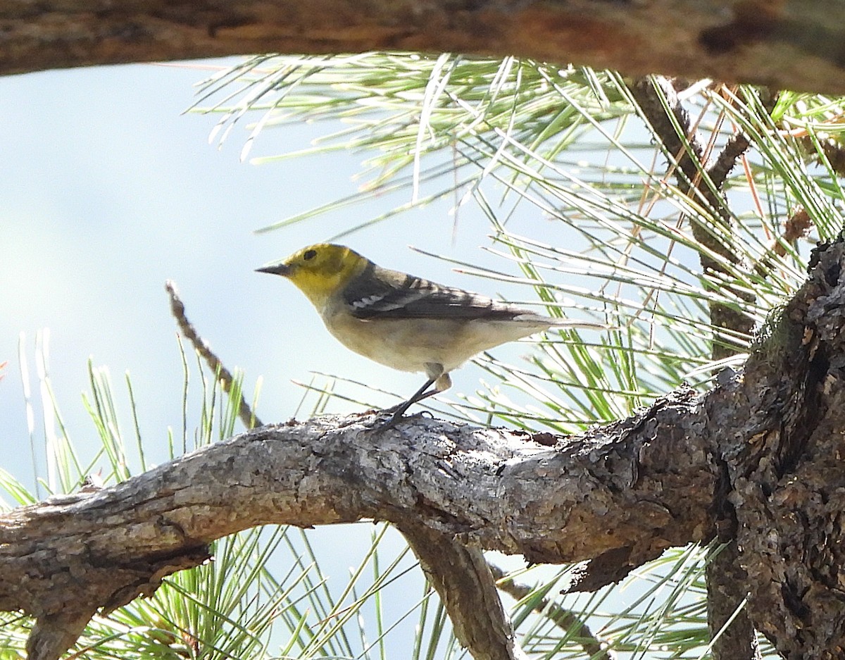 Hermit Warbler - ML640869856