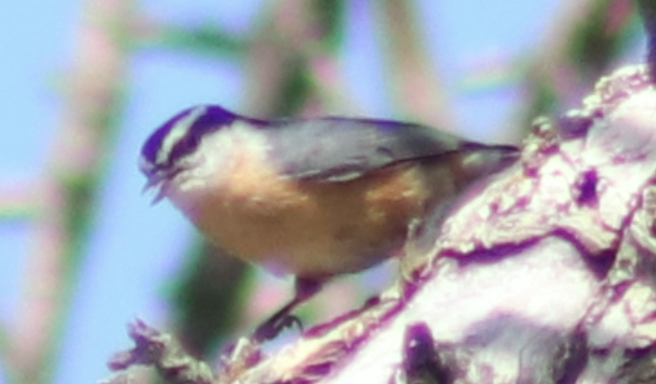 ムネアカゴジュウカラ - ML640869864