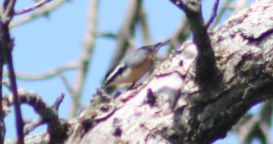 ムネアカゴジュウカラ - ML640869865