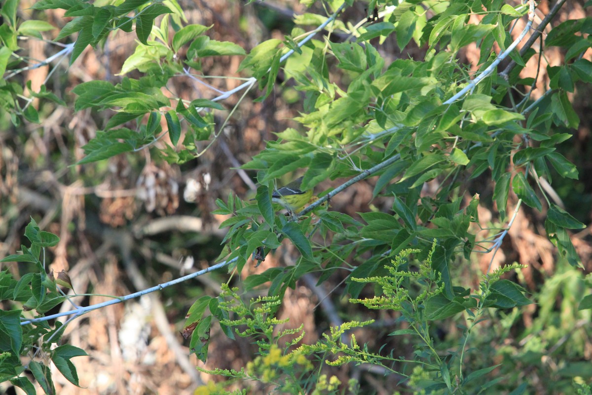 Magnolia Warbler - ML640869961